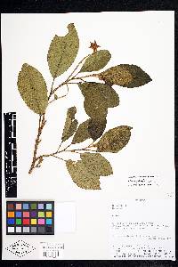 Solanum youngii image