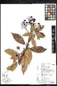 Solanum coalitum image