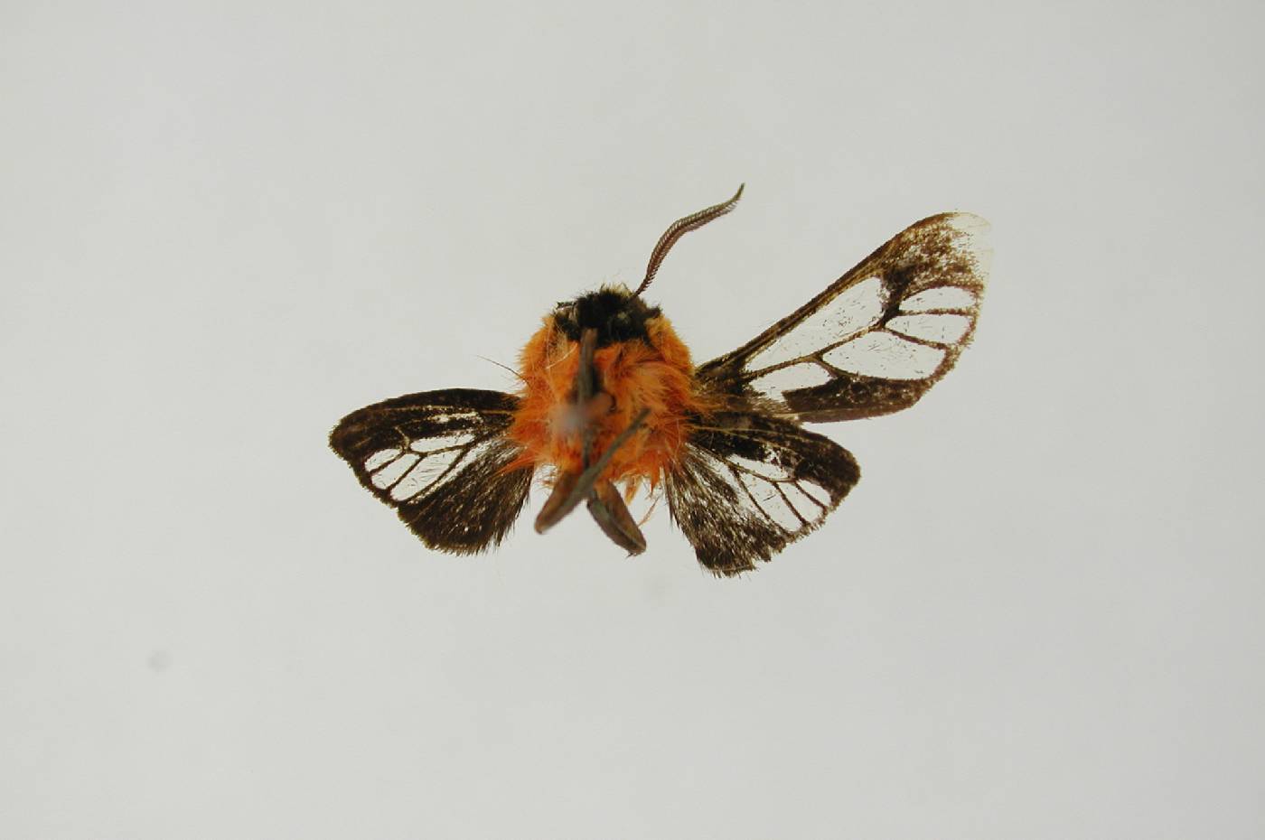 Arctiinae image