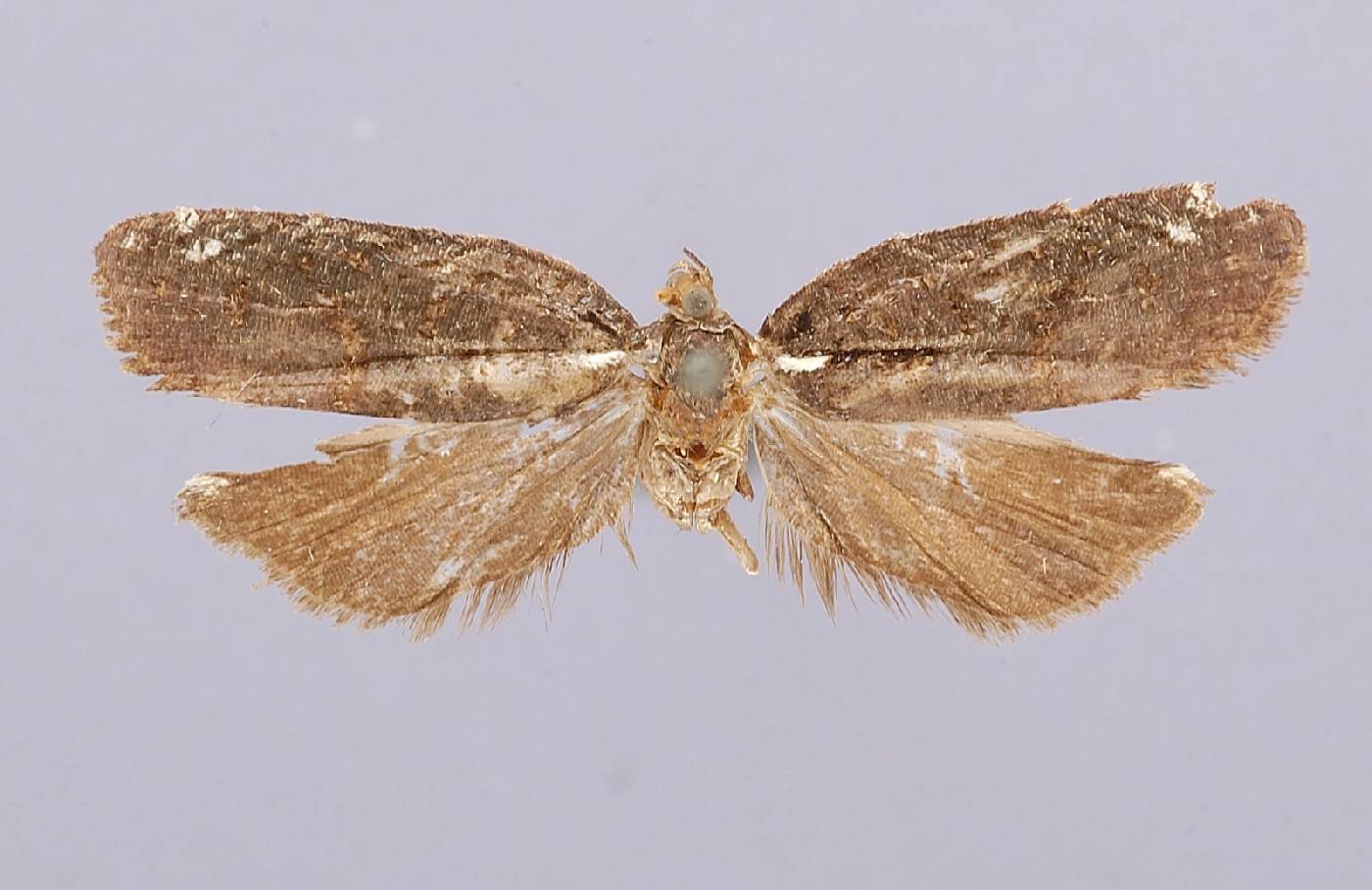 Polyortha niveopunctata image