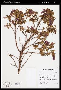 Brachyotum campanulare image