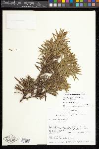 Podocarpus glomeratus image