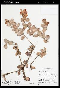 Oreanthes buxifolius image