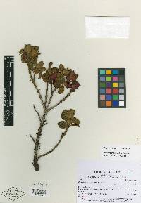 Brachyotum russatum image