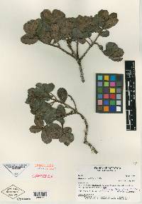 Symplocos apiciflora image