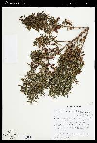 Brachyotum rostratum image