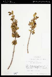 Brachyotum azuayense image