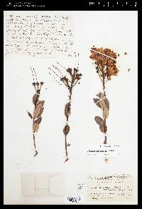 Bejaria subsessilis image