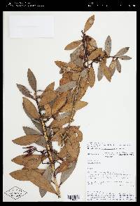 Ceratostema loranthiflorum image