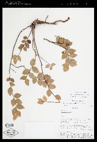 Sphyrospermum buxifolium image