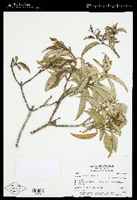 Miconia lutescens image