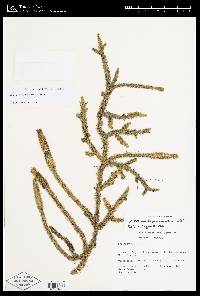 Lycopodiella alopecuroides image