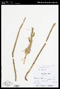 Lycopodiella alopecuroides image