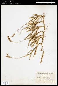 Lycopodium clavatum image