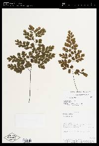 Adiantum raddianum image