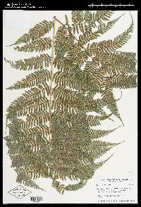 Pteris muricata image