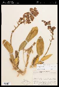 Otoglossum brevifolium image