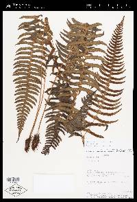 Blechnum occidentale image