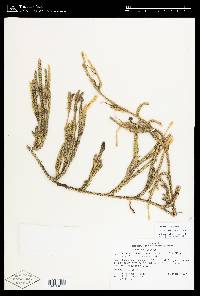 Lycopodium clavatum image