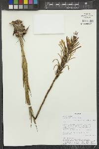 Pitcairnia pungens image