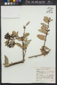 Ceratostema loranthiflorum image