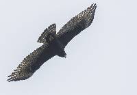 Buteo albonotatus image