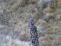 Turdus fuscater image