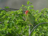 Aratinga erythrogenys image