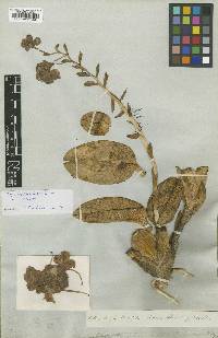 Otoglossum brevifolium image