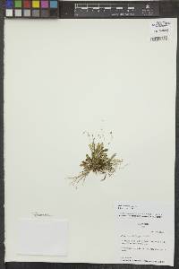 Stelis concinna image