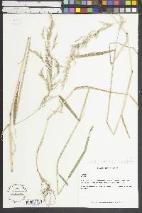 Agrostis exarata image