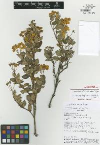 Calceolaria molaui image