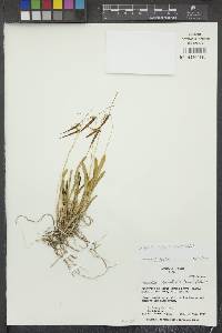 Barbosella cucullata image