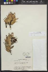 Ceratostema loranthiflorum image