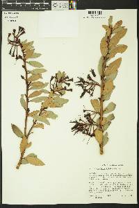 Ceratostema loranthiflorum image