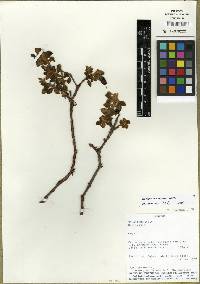 Brachyotum andreanum image