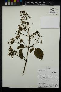 Clematis haenkeana image