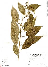 Chamissoa altissima image