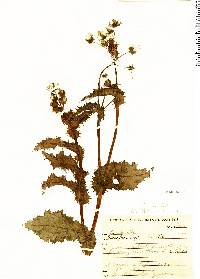 Sonchus asper image