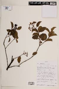 Viburnum triphyllum image