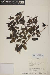 Siphocampylus scandens image