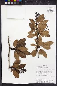 Berberis multiflora image