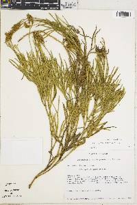 Diphasiastrum thyoides image