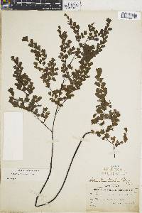 Adiantum raddianum image