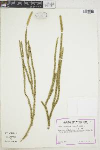 Lycopodium clavatum image