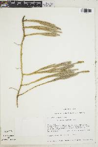 Lycopodium vestitum image