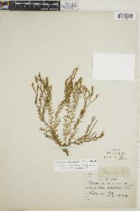 Phlegmariurus phylicifolius image