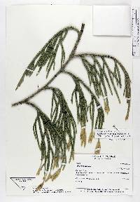 Lycopodium clavatum image