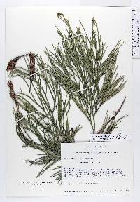 Diphasiastrum thyoides image