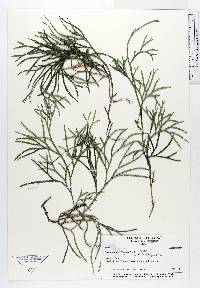 Diphasiastrum thyoides image